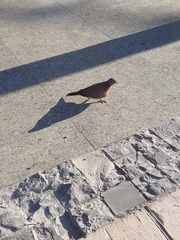 Streptopelia senegalensis