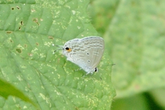 Catochrysops panormus