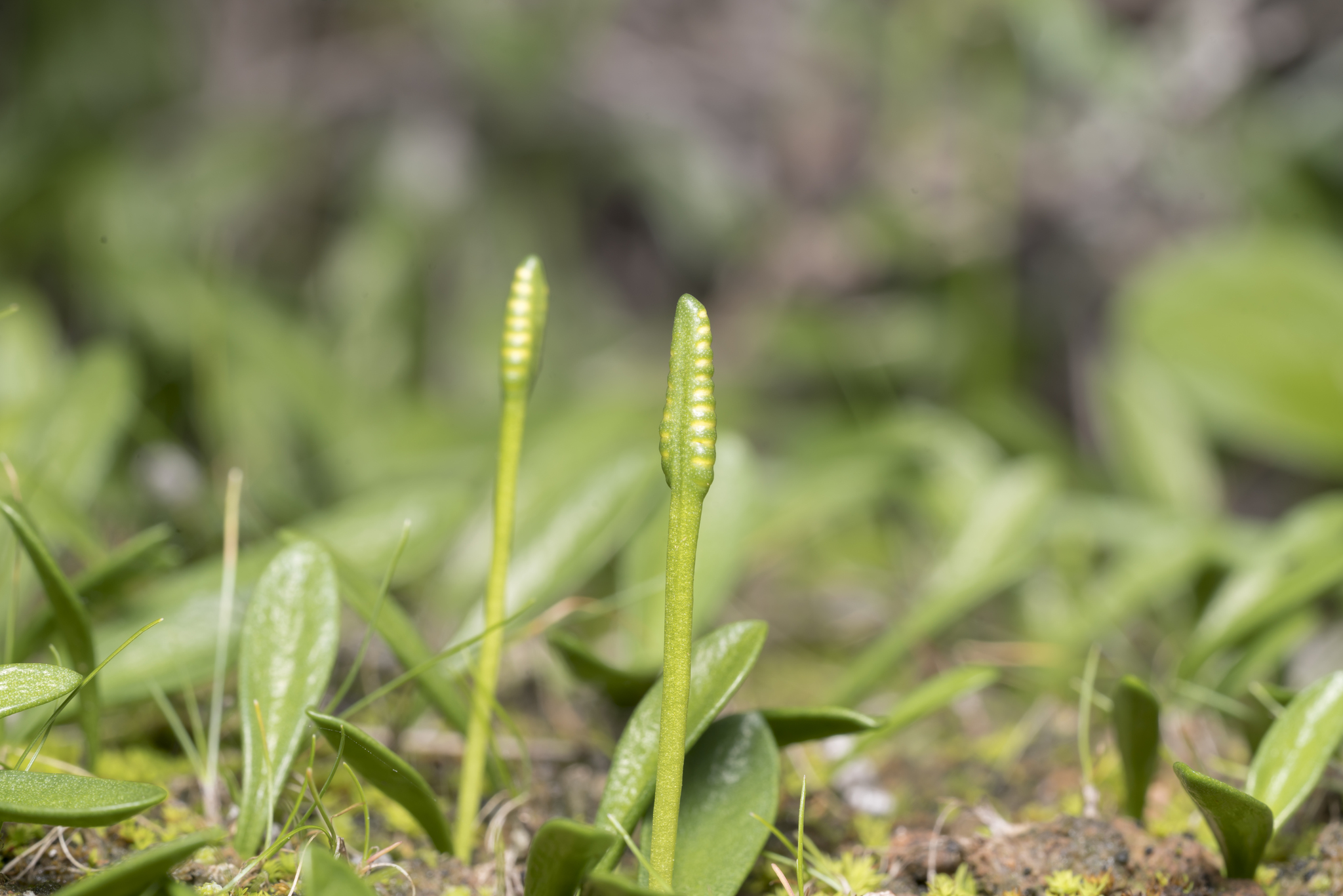 Ophioglossum lusitanicum