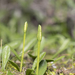 Ophioglossum lusitanicum - Photo (c) Eleftherios Katsillis, algunos derechos reservados (CC BY), subido por Eleftherios Katsillis
