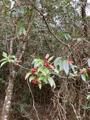 Photinia niitakayamensis