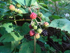 Rubus grabowskii