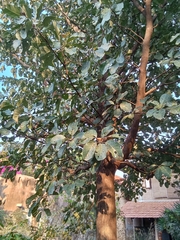 Terminalia bellirica