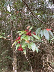 Photinia niitakayamensis