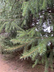 Picea morrisonicola