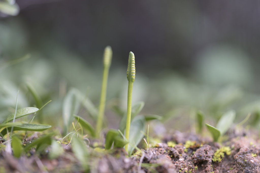 Least adder's-tongue (Ophioglossum lusitanicum)