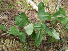 Asclepias hypoleuca