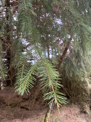 Picea morrisonicola