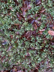 Polygaloides chamaebuxus