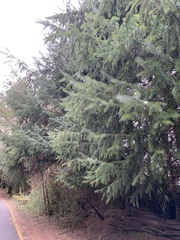 Picea morrisonicola