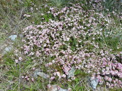 Pimelea alpina