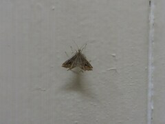 Diasemia monostigma