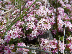 Pimelea alpina
