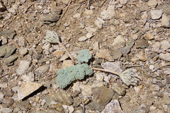 Oreonana vestita