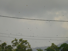 Pteropus conspicillatus