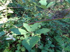 Rubus grabowskii