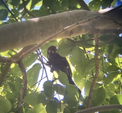 Amblyospiza albifrons