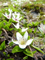 Caltha introloba
