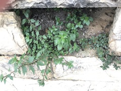 Parietaria judaica