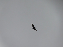 Pteropus conspicillatus