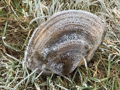 Sinanodonta woodiana