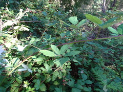 Rubus grabowskii