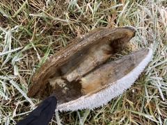 Sinanodonta woodiana