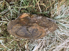 Sinanodonta woodiana