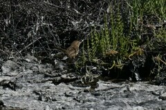 Acrocephalus stentoreus