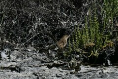 Acrocephalus stentoreus