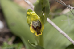 Ophrys sicula