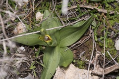 Ophrys sicula