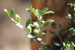 Bursaria spinosa