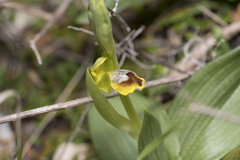 Ophrys sicula