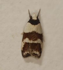 Eulechria triferella