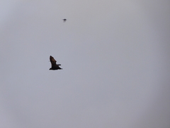 Pteropus conspicillatus