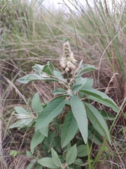 Croton serratifolius