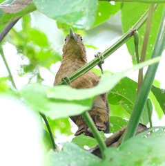 Dendrocincla fuliginosa