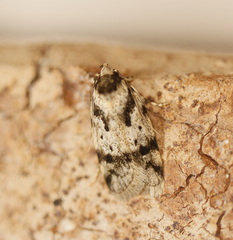 Barea basigramma