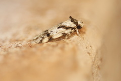 Barea basigramma