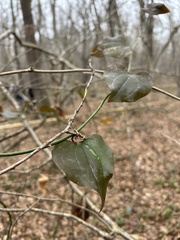 Smilax excelsa