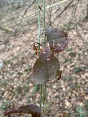 Smilax excelsa