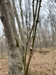 Smilax excelsa