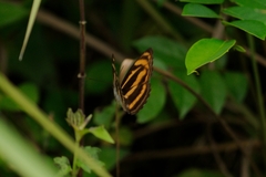 Limenitidinae