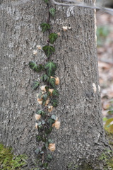 Hedera pastuchovii