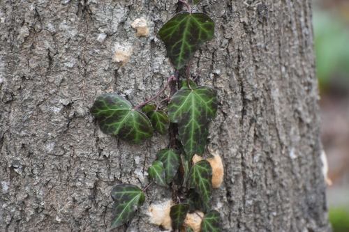 Image of Hedera pastuchovii by (c) eustreptospondylus, some rights reserved (CC BY)