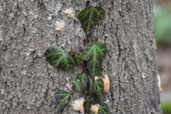 Hedera pastuchovii