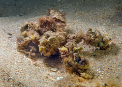 Camposcia retusa