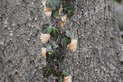 Image of Hedera pastuchovii by (c) eustreptospondylus, some rights reserved (CC BY)