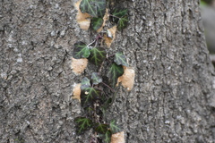 Hedera pastuchovii